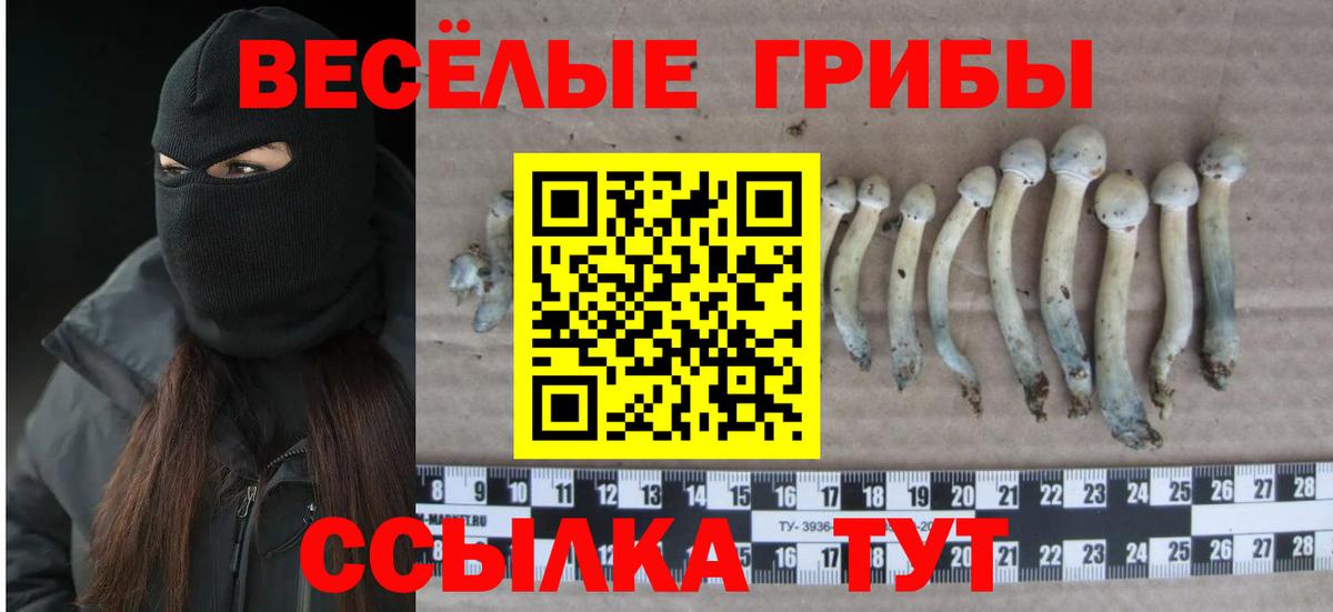 Киселёвск  Псилоцибиновые грибы мухоморы  купить закладку  Вход с VPN 